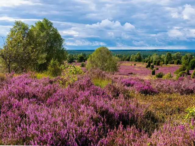 Die Lüneburger Heide in voller Blüte mit lila Heideblüten