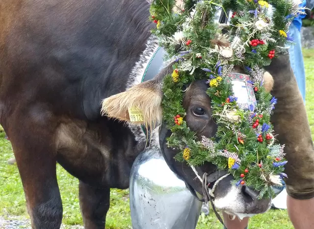 im Urlaub auf dem Bauernhof im Allgäu den Viehscheid erleben