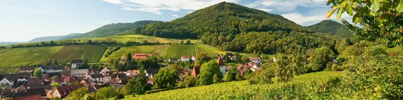 Blick über die Weinlandschaft auf Leinsweiler - © Dominik Ketz, RPT im Urlaub auf dem Weingut in der Pfalz eine Weinbergwanderung machen und den Ausblick auf die Weinlandschaft genießen