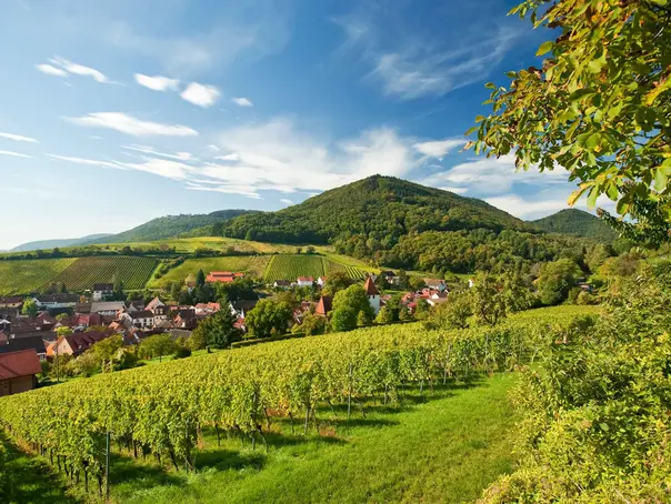 Blick über die Weinlandschaft auf Leinsweiler - © Dominik Ketz, RPT im Urlaub auf dem Weingut in der Pfalz eine Weinbergwanderung machen und den Ausblick auf die Weinlandschaft genießen