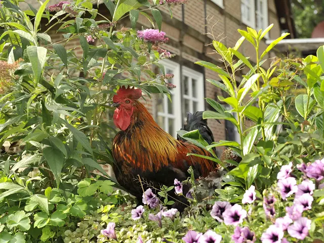 Bei einem Urlaub auf dem Bauernhof werden Gäste morgens vom Krähen der Hähne geweckt.