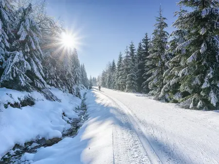 Weg in verschneiten Wald an einem sonnigen Tag im Winter