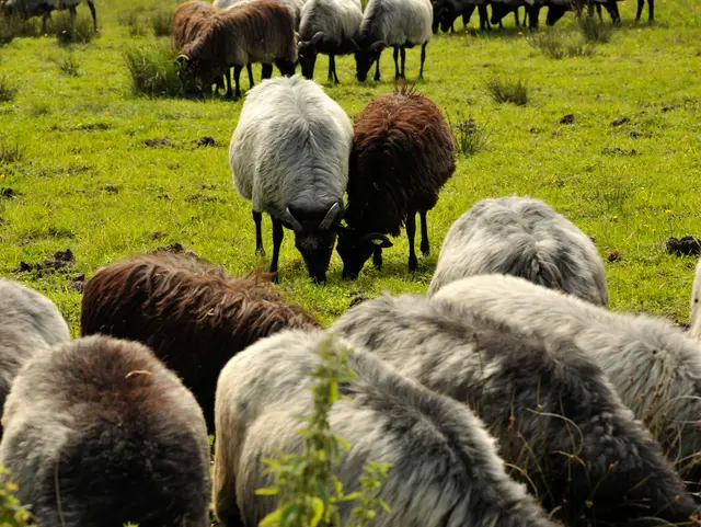 Schafherde mit weißen und braunen Schafen grast auf einer grünen Wiese.