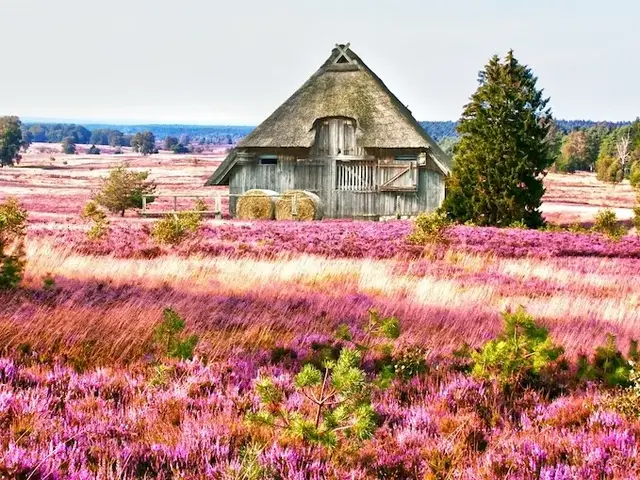 Scheune mit Reetdach in der Lüneburger Heide. - © Gabriele Rohde, AdobeStock Scheune mit Reetdach in der Lüneburger Heide.