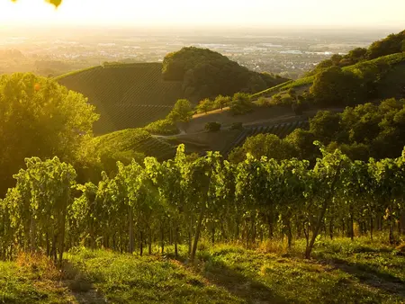 im Urlaub auf dem Weingut im Schwarzwald eine Weinbergwanderung unternehmen