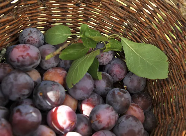 im Urlaub auf dem Obsthof im Hofladen frisches Obst einkaufen