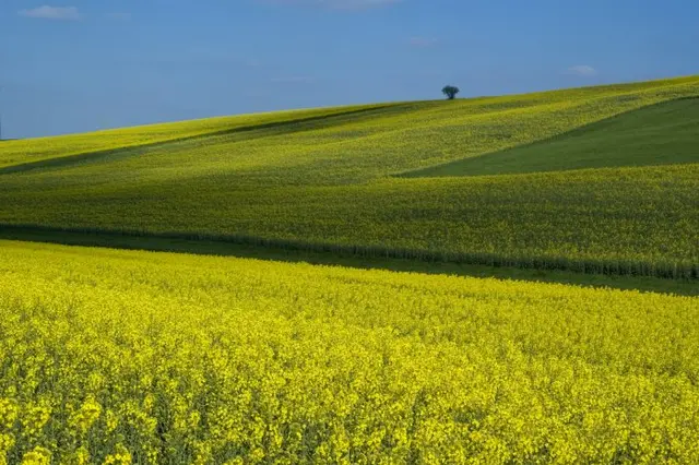 Blick auf ein Rapsfeld bei Wollersheim am Nordrand der Eifel.&nbsp;