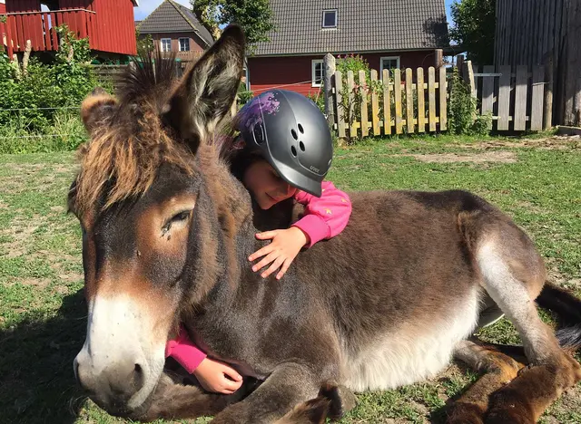 im Urlaub auf dem Bauernhof in Schleswig-Holstein Tiere streicheln und füttern