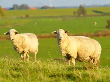 im Urlaub auf dem Bauernhof in Dithmarschen Schafe auf dem Deich beobachten