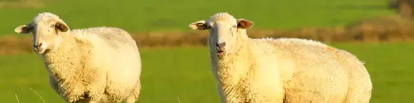 Schafe auf dem Deich in der Region Dithmarschen - © Pixabay.com, Karsten Paulick im Urlaub auf dem Bauernhof in Dithmarschen Schafe auf dem Deich beobachten