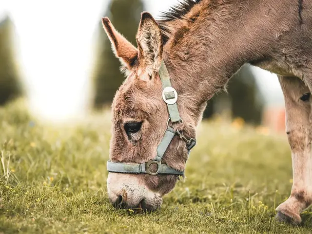 Brauner Esel mit Halfter isst Gras auf einer Wiese