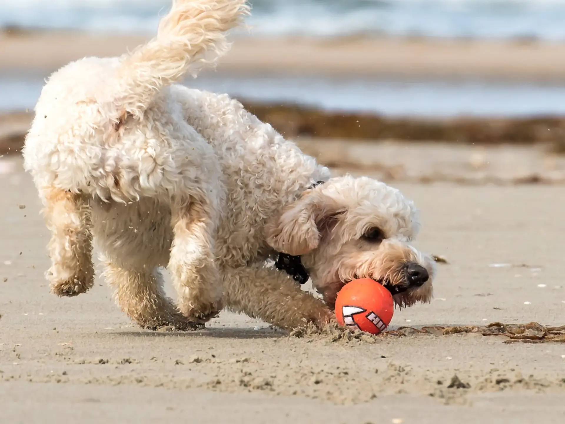 im Urlaub mit Hund an der Ostsee am Strand spielen und toben