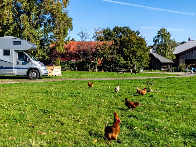 Camping zwischen Hühnern – Bauernhofurlaub hautnah erleben Ein Camper steht auf dem Bauernhof, im Vordergrund laufen mehrere Hühner über die grüne Wiese.