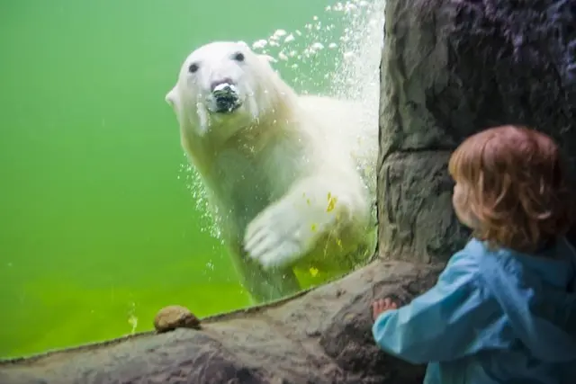 Ungezähmte Natur, faszinierende Tiere, spannende Mutproben. Gehen Sie auf Entdeckungsreise durch Afrika oder Alaska und dem Abenteuer Wildnis. In einem Unterwassertunnel durchqueren Sie die größte Seelöwenanlage Europas. Goldmine, Rangerstation und Trapperhütte bieten echtes Wildlife-Abenteuer.