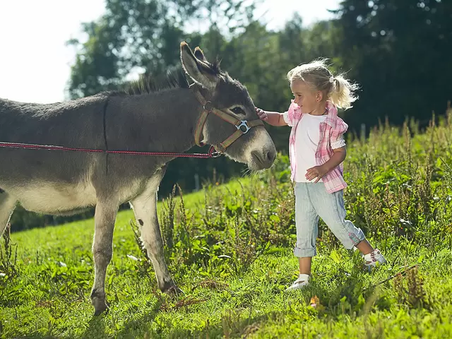 Urlaub auf dem Bauernhof: Mädchen streichelt einen Esel auf der Weide