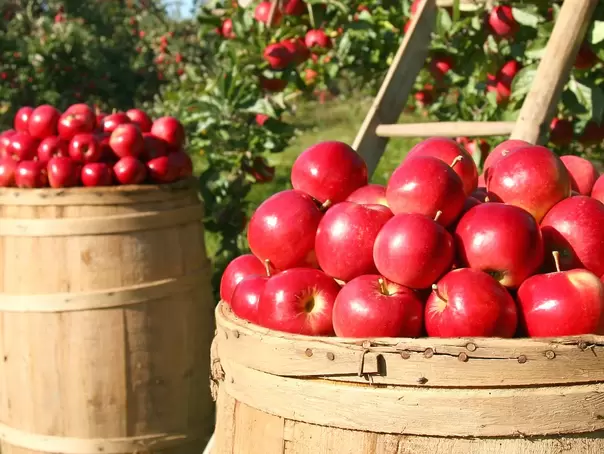 Apfelernte auf dem Obsthof - © Pixabay.com, lumix2004 im Urlaub auf dem Obsthof am Bodensee bei der Apfelernte helfen