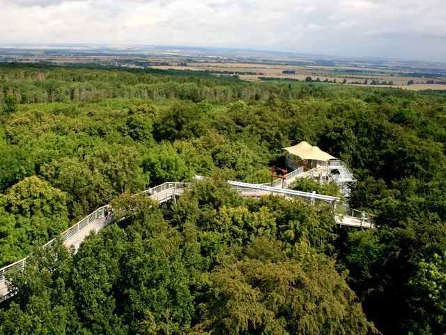 im Urlaub am Nationalpark Hainich den Baumkronenpfad besuchen