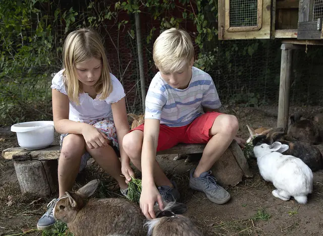 im Familienurlaub auf dem Bauernhof in Schleswig-Holstein Kaninchen füttern und streicheln