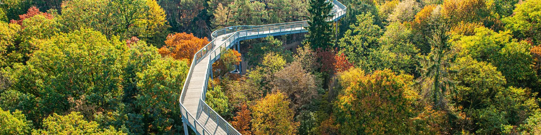 Aussicht auf den Baumwipfelpfad an einem herbstlichen Tag