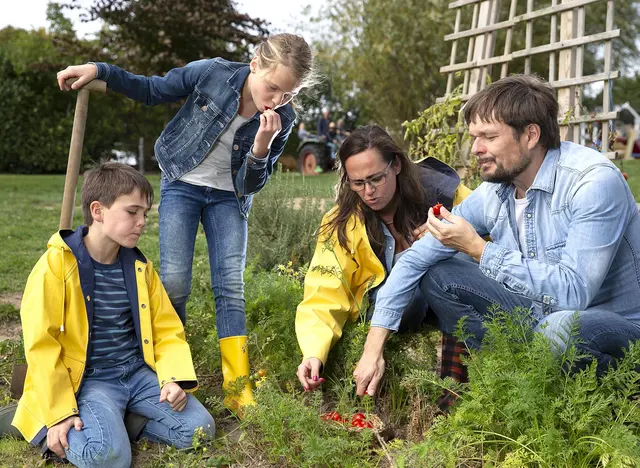 im Familienurlaub auf dem Bauernhof in Schleswig-Holstein bei der Gemüseernte im Bauerngarten helfen