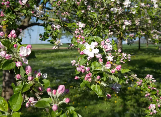 im Urlaub auf dem Obsthof am Kaiserstuhl in Baden-Württemberg die Apfelblüte erleben