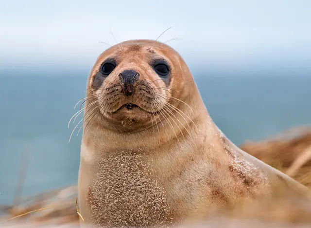 im Urlaub auf dem Bauernhof mit Kindern einen Ausflug zu den Robben in Helgoland machen