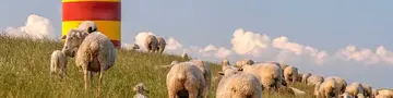 Pilsumer Leuchtturm in Niedersachsen - © Anna Reinert, adobe stock Eine Schafherde weidet auf einem grünen Deich vor dem rot-gelben Pilsumer Leuchtturm.