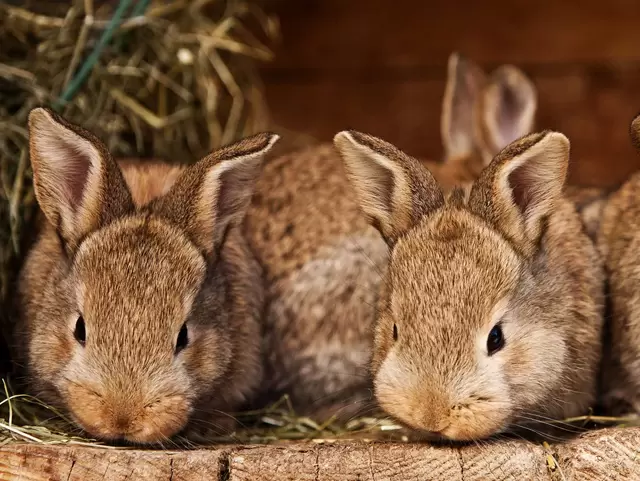 im Urlaub auf dem Bauernhof in Thüringen die Hasen im Stall füttern und streicheln