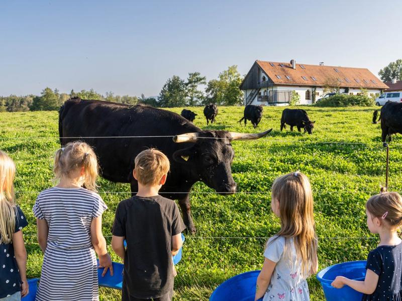 Tierfütterung Rinder