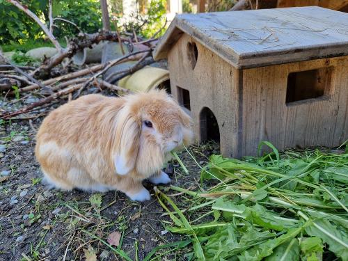 hase