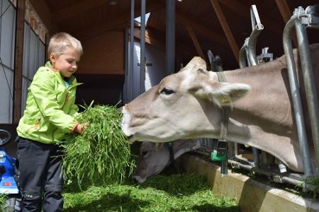 Unsere Kühe freuen sich über Besuch