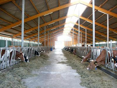 Im Kuhstall auf dem Ferienhof Kloep in der Eifel