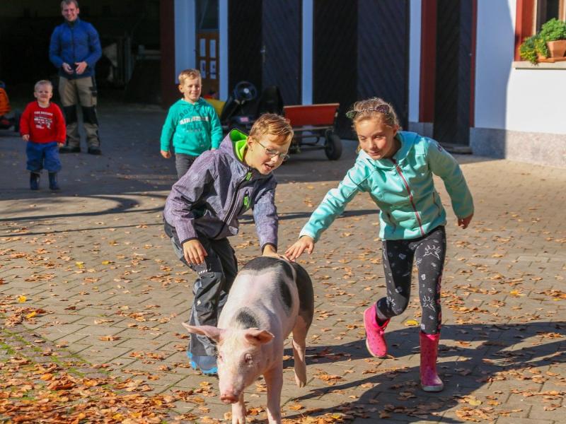 moarhof-kinder-schweine