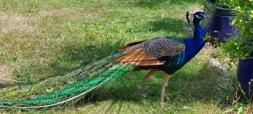 Unser Pfau "Pauli"
