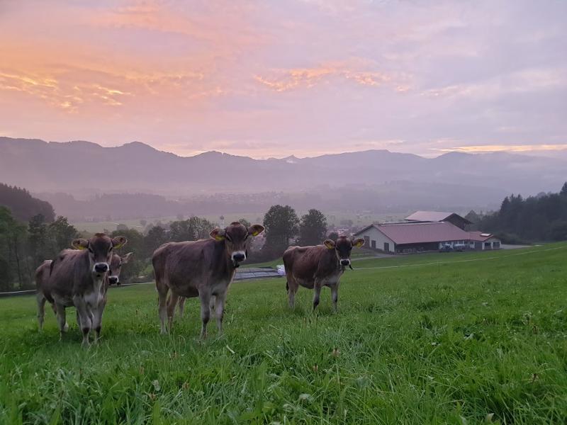 Kälber oberhalb unseres Hofes