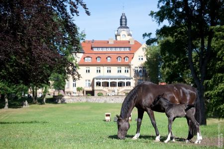 pferd-auf-koppel-vor-schloss